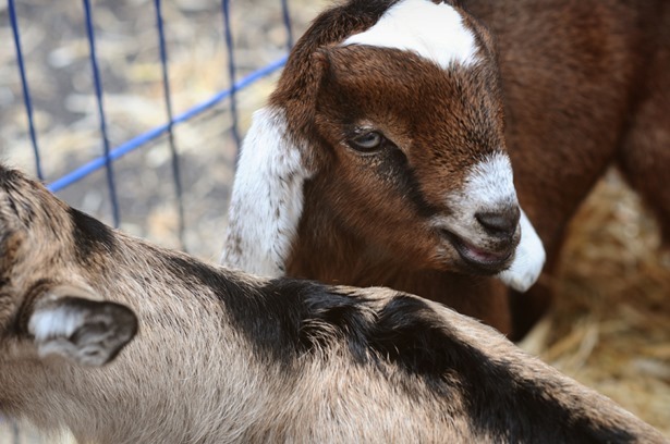 Baby goats farmers market
