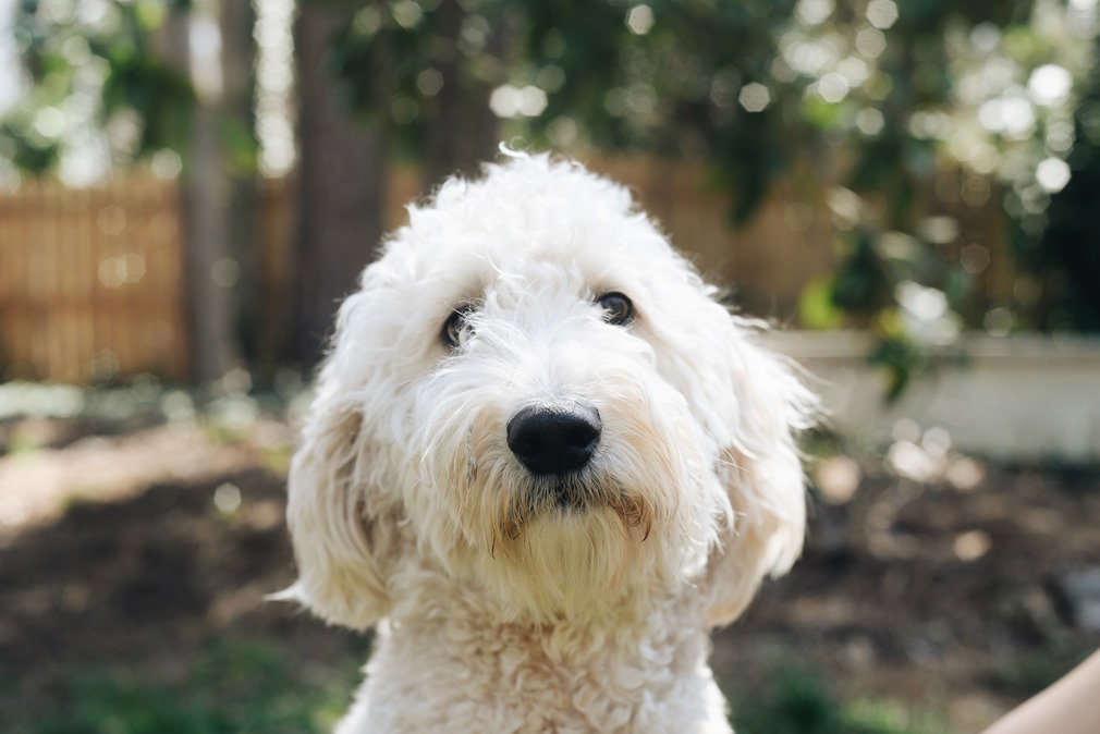 goldendoodle